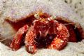 Hermit crab.
Photographed in a tide poll on South Brazil.
Nikonos V, extension tube 1:1, Ikelite sb 50