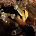 I went for 8 dives at the Similans and was hoping for whale sharks or mantas. Instead I found a lot of anemonefish which I love. So I had to get real close with my 8‘‘ dome.