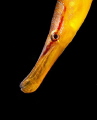 A pipefish from the kelp forest.