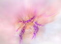Hairy Lobster - shot with a circular blur filter fitted to a Nautical SMC and 100mm macro lens