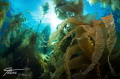 Kelp at Avalon Dive Park, Catalina Island, California