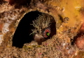 A tiny (< 1 inch) mosshead warbonnet hiding in an empty barnacle husk. Howe Sound, BC, Canada.