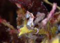 pygmy seahorse
at 25m 2 strobes