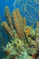 coral composition