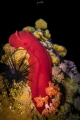 Hexabranchus sanguineus, Spanish Dancer Nudibranch