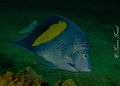 Blue AngelFish