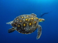 Green sea turtle (Chelonia mydas)