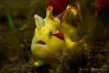 Scrambled eggs with a splash of ketchup
A beautiful Painted Frogfish