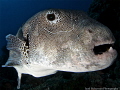 Fish Portrait Fish Portrait