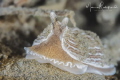 Not so small Nudi Not so small Nudi