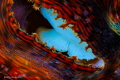 Jaws
Orifice of a Giant Sea Clam. It is only legend that a giant sea clam can drown a diver Jaws
Orifice of a Giant Sea Clam. It is only legend that a giant sea clam can drown a diver