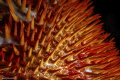 Crown Of Thorns
Beautiful but destructive
Crown Of Thorns
Beautiful but destructive