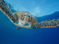 Curious green turtle Curious green turtle