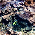 Kopoho Tide Pools Hawaii Kopoho Tide Pools Hawaii