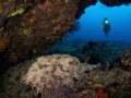 Wobbegong...awesome word. Wobbegong...awesome word.