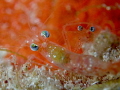 Eyes of a Shrimp look like little planets Eyes of a Shrimp look like little planets
