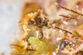Severn s pygmy seahorse. Severn s pygmy seahorse.