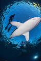 Shark dancer Shark dancer