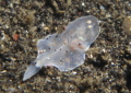This sole was so teeny tiny I thought it was a flatworm until I saw it on a screen and saw and eye and organs This sole was so teeny tiny I thought it was a flatworm until I saw it on a screen and saw and eye and organs