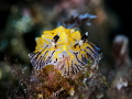 Well That Was Awkward ...
Nudibranch Reticulidia sp.
Padagbai Bali Indonesia Well That Was Awkward ...
Nudibranch Reticulidia sp.
Padagbai Bali Indonesia
