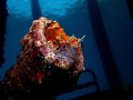 Parablennius gattorugine Parablennius gattorugine
