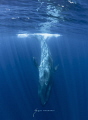 The largest mammal ever to live on earth. The Blue Whale The largest mammal ever to live on earth. The Blue Whale