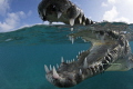 American crocodile American crocodile