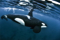 Orca Splendid
Orca Splendid