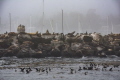 That s a lot of Sea Lions That s a lot of Sea Lions