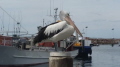 Pelican sitting pretty Nelson Bay NSW Pelican sitting pretty Nelson Bay NSW