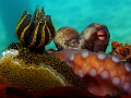 Octopus vulgaris Felimare picta Octopus vulgaris Felimare picta