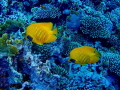 Pair of Masked Butterflyfish Chaetodon semilarvartus
Red Sea Egypt Pair of Masked Butterflyfish Chaetodon semilarvartus
Red Sea Egypt