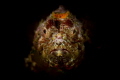 Scorpaenopsis macrochir portrait Scorpaenopsis macrochir portrait