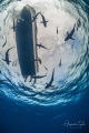 Boat with Silky Sharks Gardens of the Queen Cuba Boat with Silky Sharks Gardens of the Queen Cuba