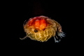 juvenile crab blackwater juvenile crab blackwater
