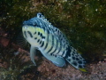 A Harlequin Bass posing for a photo in the water of the Roatan Marine Park. A Harlequin Bass posing for a photo in the water of the Roatan Marine Park.