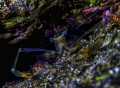 Neon shrimp Neon shrimp