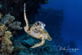 Tortue imbriqu e Hurghada Tortue imbriqu e Hurghada