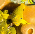 Golden phase coney on Little cayman Golden phase coney on Little cayman