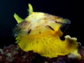 Tylodina perversa
Yellow Tylodina perversa
Yellow