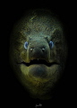 Who watches the watchers. Giant Moray Eel, Ras Mohammed National Park