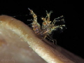 Neostylodactylus sp. (Inshore Hairy Shrimp)
Romblon Philippines