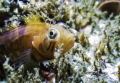 Speckled Klipfish - Hermanus, South Africa
Canon G16