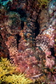 Can you see a fish on this picture?

Scorpaenidae (also known as the scorpionfish) very well camouflaged, venomous, dangerous, and even fatal to humans. It is one of the most venomous fish known.