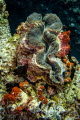 Tridacna - is a genus of large saltwater clams, marine bivalve mollusks in the subfamily Tridacninae, the giant clams.Have heavy shells, fluted with 4 to 6 folds.Can weigh more than 200 kilograms nd have an average lifespan in the wild of over 100 yr