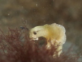Something small Something small