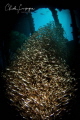 Wreck of Gubal Shagir Wreck of Gubal Shagir