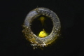 Photo taken with snoot technique. Pair of gold gobies that make the house in a bottle and intrigued are positioned on the edge to see what happens Photo taken with snoot technique. Pair of gold gobies that make the house in a bottle and intrigued are positioned on the edge to see what happens