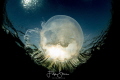 Common jellyfish Aurelia aurita Zeeland The Netherlands. Common jellyfish Aurelia aurita Zeeland The Netherlands.