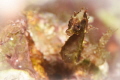 Severns pygmy seahorse. Severns pygmy seahorse.